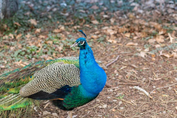 Macho Pavo Real Primer Plano Paseos Parque — Foto de Stock