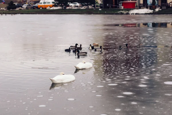 Πάπιες Κολυμπούν Μια Μικρή Παγωμένη Λίμνη Ένα Πάρκο Χειμώνα — Φωτογραφία Αρχείου