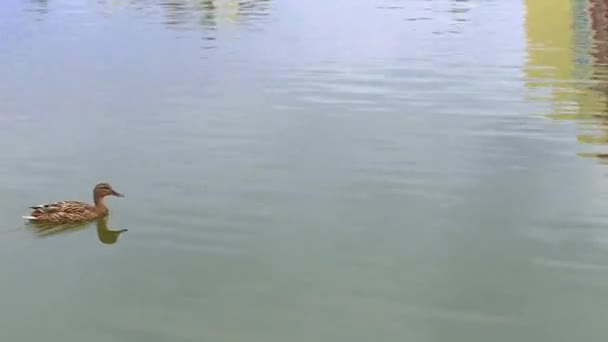 在温暖晴朗的天气里，雄雄雄同体在湖上游泳 — 图库视频影像
