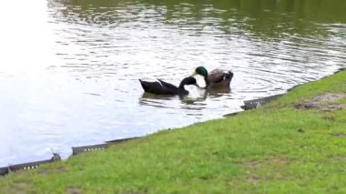 Renkli mandalina ördekleri güneşli bir günde göl kenarında huzur içinde yüzer ve dinlenir.