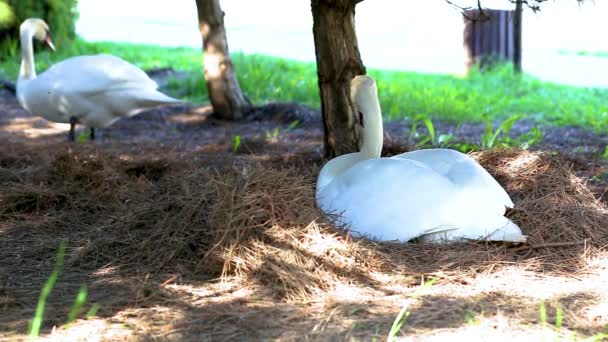 Ein wilder weißer Schwan hat ein Nest gebaut und legt im Sommer Eier unter den Kiefern ab — Stockvideo