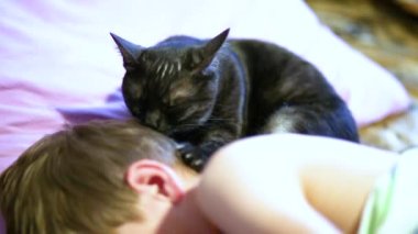 Mutlu kedi elle okşamaktan memnun.