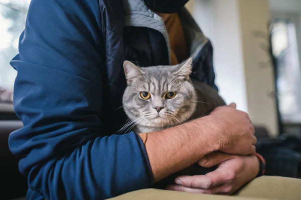 Ιδιοκτήτης Ένας Μασκοφόρος Γκρι Σκωτσέζικη Στρέιτ Γάτα Κάθεται Και Περιμένει — Φωτογραφία Αρχείου