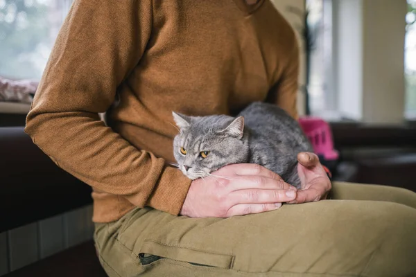 Owner Man Mask Gray Scottish Straight Cat Sits Waits Animal — Stock Photo, Image