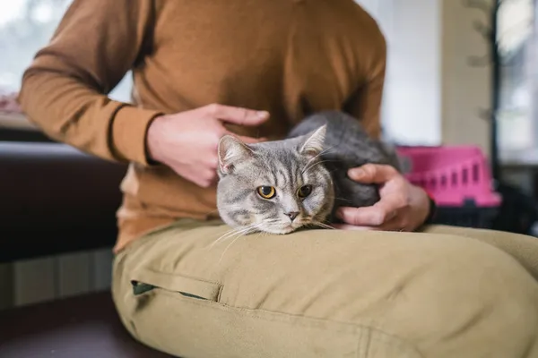 Ιδιοκτήτης Ένας Μασκοφόρος Γκρι Σκωτσέζικη Στρέιτ Γάτα Κάθεται Και Περιμένει — Φωτογραφία Αρχείου