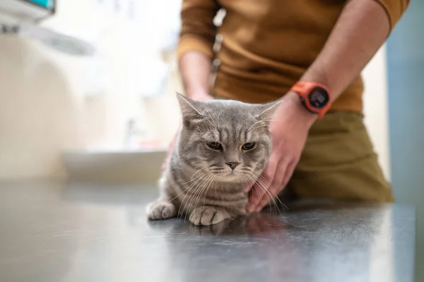 Owner of a cat in a mask on his face strokes and soothes him before being examined on the table of an animal doctor in a veterinary clinic. A man hugs and comforts a pet during a visit to the doctor.