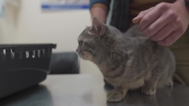 En sjuk katt av grå färg av den brittiska rasen i händerna på ägaren på undersökning i en veterinär klinik på bordet. Sällskapsdjuret fördes till djursjukhuset för undersökning och behandling — Stockvideo