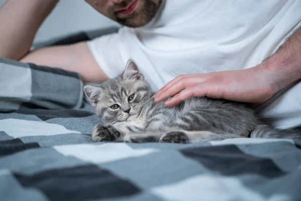 친구들은 낮잠을 남자는 침대에 고양이와 동물의 귀여운 털북숭이 고양이 스코틀랜드 — 스톡 사진