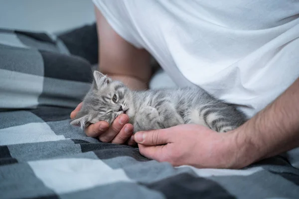 친구들은 낮잠을 남자는 침대에 고양이와 동물의 귀여운 털북숭이 고양이 스코틀랜드 — 스톡 사진