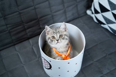 Komik gri İskoç Heteroseksüel kedi yavrusu zıplama oynar ve evdeki kanepede kalbi ile hediye kutusundan dışarı bakar. Komik kedi tekir kedisi hediye paketiyle şımarır. Kitty hediye kutusundan dikizliyor. Evcil hayvan hediyesi.
