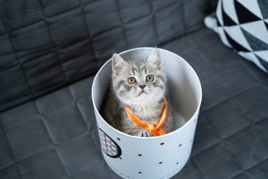 Komik gri İskoç Heteroseksüel kedi yavrusu zıplama oynar ve evdeki kanepede kalbi ile hediye kutusundan dışarı bakar. Komik kedi tekir kedisi hediye paketiyle şımarır. Kitty hediye kutusundan dikizliyor. Evcil hayvan hediyesi.