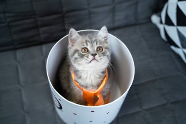 Komik gri İskoç Heteroseksüel kedi yavrusu zıplama oynar ve evdeki kanepede kalbi ile hediye kutusundan dışarı bakar. Komik kedi tekir kedisi hediye paketiyle şımarır. Kitty hediye kutusundan dikizliyor. Evcil hayvan hediyesi.