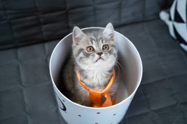 Gri renkli şirin bir İskoç çocuğu. Heteroseksüel cinsi. Kutuda, kalbi evde. Tekir kedi yavrusu kanepede hediye paketi ile oynuyor. Evcil hayvan en iyi hediye. Sevgililer Günü hediyesi..