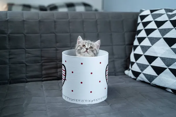 Забавный Серый Шотландский Прямой Котёнок Играет Прыжки Смотрит Подарочной Коробки — стоковое фото