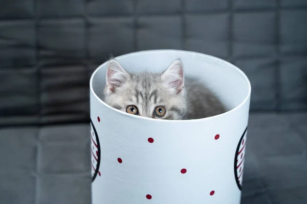 Funny Gray Scottish Straight Kitten Plays Jumping Looks Out Gift — Stock Photo, Image