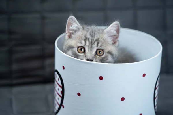 Funny Gray Scottish Straight Kitten Plays Jumping Looks Out Gift — Stock Photo, Image