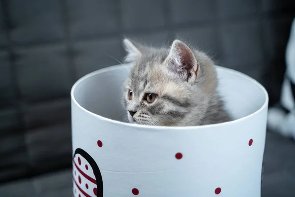 Funny Gray Scottish Straight Kitten Plays Jumping Looks Out Gift — Stock Photo, Image