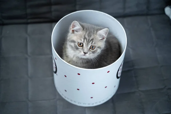 Drăguț Copil Pisică Culoare Gri Rasa Scoțiană Drept Sub Formă — Fotografie, imagine de stoc