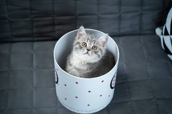 Grappig Grijs Schots Straight Kitten Speelt Springen Kijkt Uit Geschenkdoos — Stockfoto