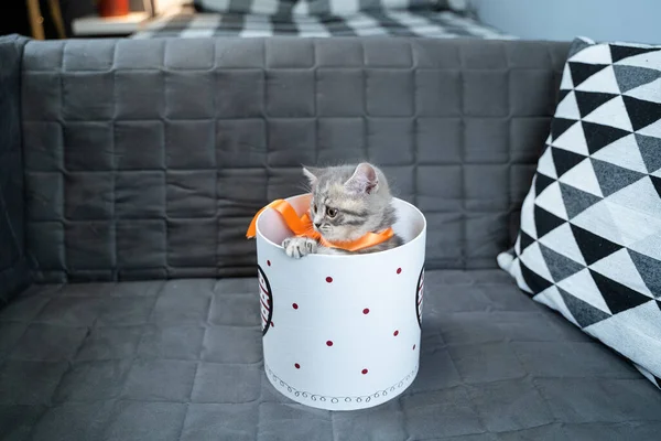 재미있는 스코틀랜드 고양이는 점프를 소파에 하트가 내다본다 재미있는 고양이의 식탁보는 — 스톡 사진