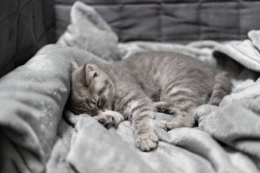 Uyuyan kedi, mükemmel bir rüya. Hayvan çocuk uykuya daldı. İskoç Heteroseksüel 'in güzel gri tekir kedisi evde battaniyenin üzerinde tatlı tatlı uyur. İngilizler kanepede uyuyan yeni doğmuş kedi yavrusu yetiştirir..