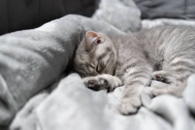 Küçük gri İskoç Heteroseksüel kedi yavrusu kanepedeki gri yatak örtüsünde tatlı tatlı uyur. Temamız evcil hayvanlara ilgi ve sevgi. Çaresiz hayvanların korunması ve bakımı. İngiliz bebek kedi yatağı için battaniyede kestiriyor..