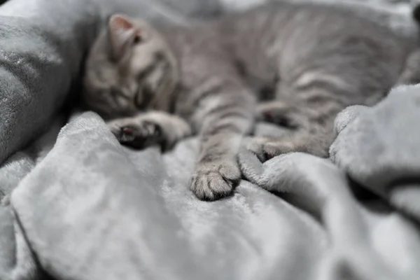 Sleeping Cat Perfect Dream Animal Child Fell Asleep Beautiful Little — Stock Photo, Image