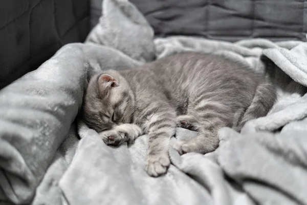 完美的梦 动物宝宝睡着了 苏格兰直系的漂亮的灰胖胖的小猫咪睡在家里的毛毯上 英国品种新出生的小猫睡在沙发上 — 图库照片