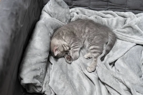 Adorable Little Pet Cute Child Animal Cute Little Kitten Gray — Stock Photo, Image
