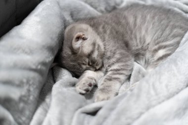 Küçük gri İskoç Heteroseksüel kedi yavrusu kanepedeki gri yatak örtüsünde tatlı tatlı uyur. Temamız evcil hayvanlara ilgi ve sevgi. Çaresiz hayvanların korunması ve bakımı. İngiliz bebek kedi yatağı için battaniyede kestiriyor..