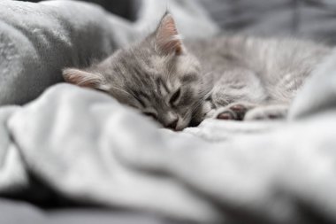 Küçük gri İskoç Heteroseksüel kedi yavrusu kanepedeki gri yatak örtüsünde tatlı tatlı uyur. Temamız evcil hayvanlara ilgi ve sevgi. Çaresiz hayvanların korunması ve bakımı. İngiliz bebek kedi yatağı için battaniyede kestiriyor..