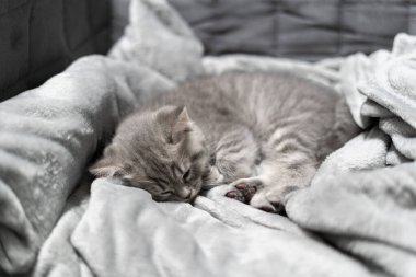 Sevimli küçük hayvan. Sevimli çocuk hayvan. İskoç Heteroseksüel soyundan şirin küçük kedi yavrusu evde, kanepedeki yatak örtüsünde tatlı tatlı uyuyor. İngiliz kısa kedisi battaniyede kestiriyor.