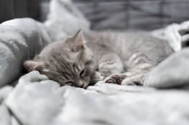 Uyuyan kedi, mükemmel bir rüya. Hayvan çocuk uykuya daldı. İskoç Heteroseksüel 'in güzel gri tekir kedisi evde battaniyenin üzerinde tatlı tatlı uyur. İngilizler kanepede uyuyan yeni doğmuş kedi yavrusu yetiştirir..