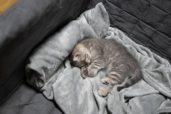 귀여운 동물이야 귀여운 스코틀란드 식곧은 회색의 귀여운 고양이는 침대보에서 아늑하게 — 스톡 사진