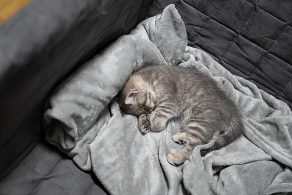 Que Adorável Bichinho Bonito Animal Infantil Gatinho Bonito Cor Cinza — Fotografia de Stock