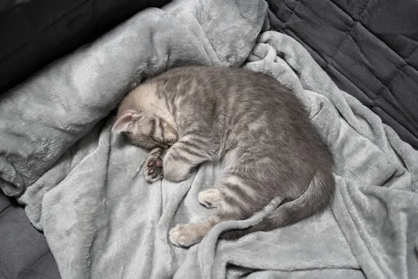 Que Adorável Bichinho Bonito Animal Infantil Gatinho Bonito Cor Cinza — Fotografia de Stock