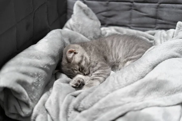 Schlafende Katze Perfekter Traum Tierisches Kind Schlief Ein Schöne Kleine — Stockfoto