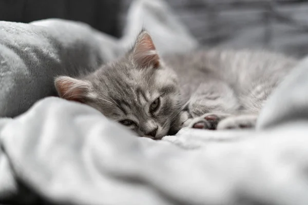 Sovande Katt Perfekt Dröm Djurbarnet Somnade Vacker Liten Grå Tabby — Stockfoto