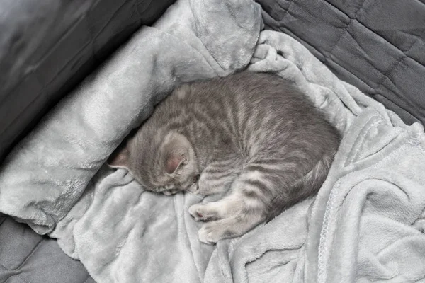 Small Gray Scottish Straight Kitten Sleeps Sweetly Gray Bedspread Sofa — Stock Photo, Image