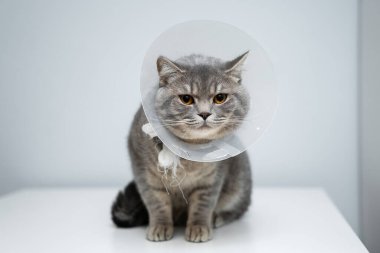 Gri İskoç Heteroseksüel kedi, sarı gözlü, yakalı. Stüdyoda gri arka planda poz veriyor. Elizabeth dönemi tasması. Muayene masasında ameliyattan sonra koruyucu tasmalı evcil kedi..