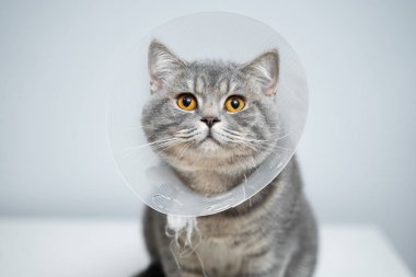 Stüdyoda poz veren İngiliz kedisine takılan hayvan için plastik koruyucu tasma. Hayvanların ağır iyileşen yaraları iyileştirmesini önlemek için tasma yöntemi. Veteriner tasmalı İskoç kedisi portresi..