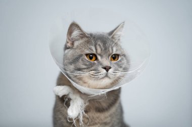 Stüdyoda poz veren İngiliz kedisine takılan hayvan için plastik koruyucu tasma. Hayvanların ağır iyileşen yaraları iyileştirmesini önlemek için tasma yöntemi. Veteriner tasmalı İskoç kedisi portresi..