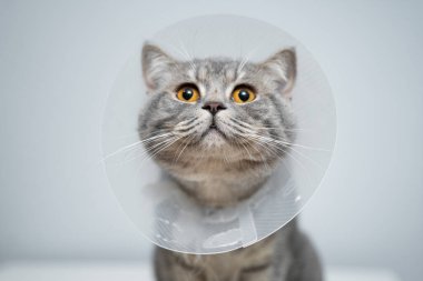 Hayvan kliniğinde poz verdikten sonra kafasında veteriner plastik konisi olan İskoç heteroseksüel gri kedisi. Hayvan sağlığı hizmetleri. Veterinerlik hastanesindeki muayene masasında poz veren hunideki hayvan..