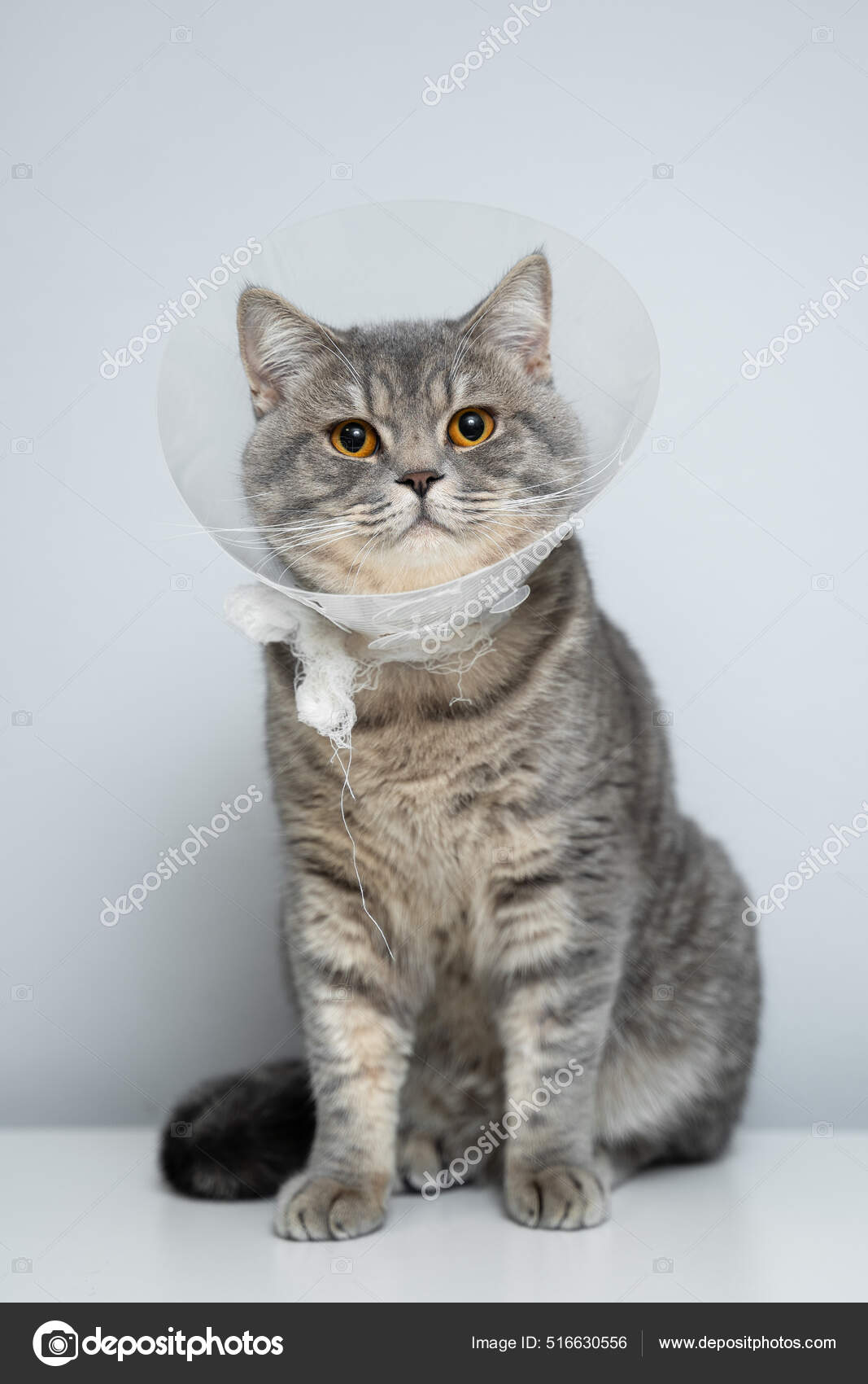 Cat head clearance funnel