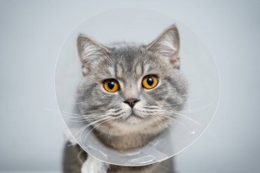 Portre gri İngiliz kedisi, ameliyattan sonra evcil hayvanlara koni sağlamak için tasma takıyor, ısırığa karşı güvenlik ve gri arka plandaki yaraları yalamak için. İskoç Heteroseksüel kedi huni yakalı.