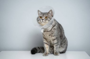 Stüdyoda poz veren İngiliz kedisine takılan hayvan için plastik koruyucu tasma. Hayvanların ağır iyileşen yaraları iyileştirmesini önlemek için tasma yöntemi. Veteriner tasmalı İskoç kedisi portresi..