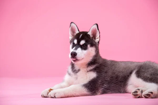 Studio Shot Husky Female Dog Less One Year Old Black — Stock Photo, Image