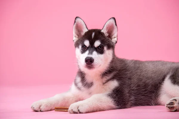 Mascotas Filmación Del Estudio Temático Una Perra Adolescente Raza Husky —  Fotos de Stock