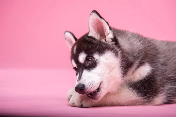 Studio Zdjęcie Husky Pies Płci Żeńskiej Mniej Niż Rok Czarno — Zdjęcie stockowe