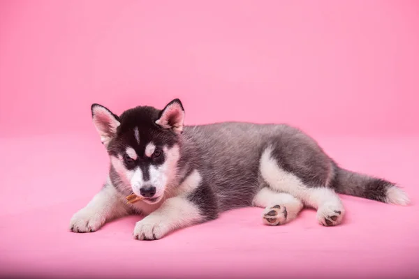 Puppy Schattige Hond Van Ras Siberische Husky Grijs Met Zwart — Stockfoto